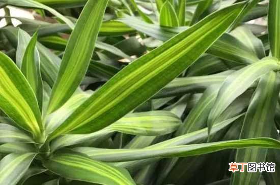 【养殖方法】百合竹的养殖方法和注意事项：百合竹的养殖方法 注意事项