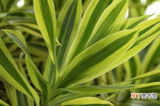 【养殖方法】百合竹的养殖方法和注意事项：百合竹的养殖方法 注意事项