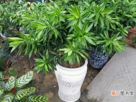 【作用】百合竹的作用 百合竹的家庭养护方法