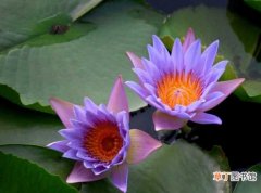 【开花】睡莲的开花时间 植物文化