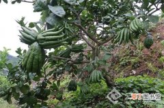 云南宁洱县：发展特色水果种植 打造多元化“水果经济”