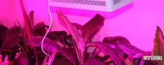 【作用】植物补光灯对人体有害 植物补光灯的作用