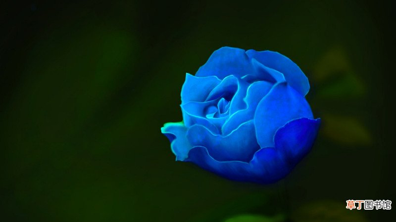 【玫瑰】蓝玫瑰送什么人
