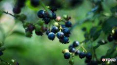 【营养】蓝莓的营养价值