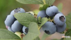 【吃】蓝莓怎么吃