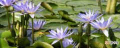 【养殖方法】睡莲的养殖方法和注意事项：生长环境 湿度要求