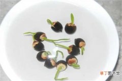 【种子】开口睡莲种子种植方法