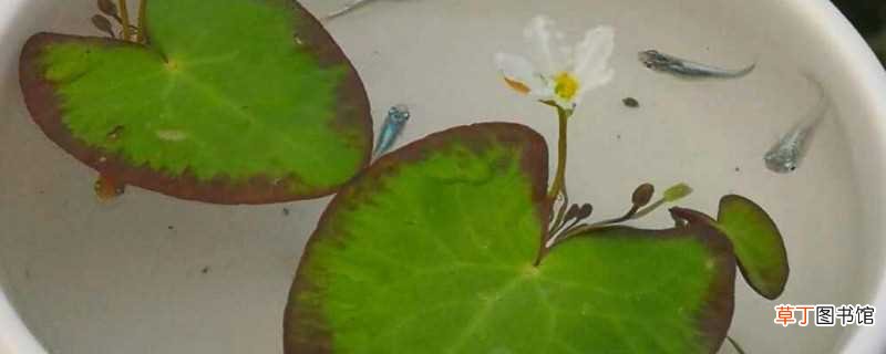【水培】一叶莲水培用植物营养液 一叶莲的养护方法