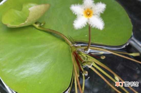 【水培】一叶莲水培用植物营养液 一叶莲的养护方法