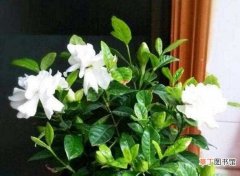 【花盆】栀子花盆栽怎么养，五个技巧让你的栀子花枝繁叶茂：养护栀子花的方