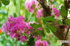 【风水】紫薇树藤栽院子里好吗，可增加风水带来好运：紫薇树藤栽院子里好