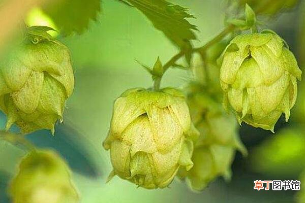 【花】啤酒花的种植