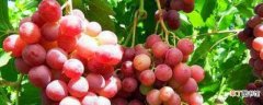 【颜色】葡萄有几种颜色：红葡萄 紫葡萄