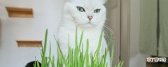 【薄荷】猫草是薄荷吗