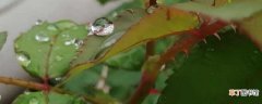 【蚜虫】月季长绿色蚜虫的解决办法