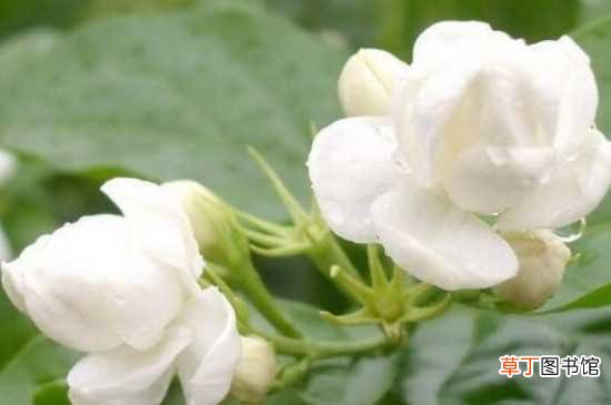 【种类】白色的花的种类及花名 茉莉花的养殖方法