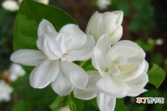 【种类】白色的花的种类及花名 茉莉花的养殖方法