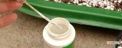 【多】生根粉浇多了不会烧根 生根粉的使用方法和注意事项