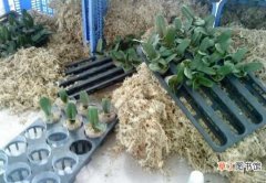 【栽培】蝴蝶兰用什么土：常用7种疏松透气材料：蝴蝶兰栽培介质必须具备以