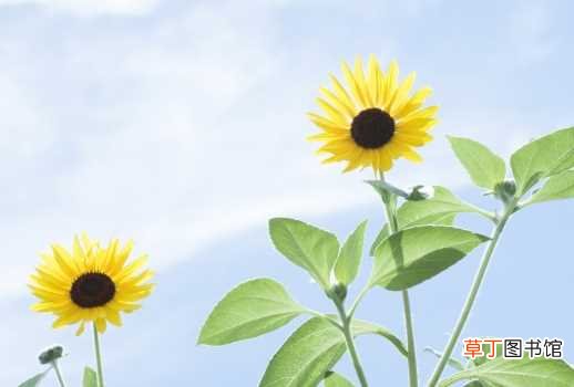 【向日葵】种植向日葵的基础知识 向日葵种植注意事项