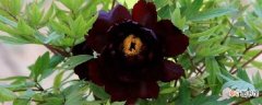 【品种】洛阳的黑牡丹花有几种：洛阳黑牡丹花的品种 洛阳黑牡丹花的养殖方
