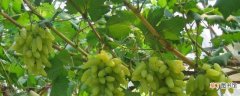 【种子】葡萄种子出的苗可以结葡萄