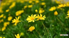 【繁殖】黄金菊扦插繁殖方法