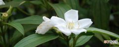 【牡丹】白花野牡丹功效和作用 白花野牡丹的介绍