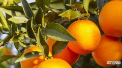 【橙子】橙子的种子怎么种植