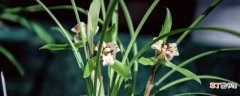 【种类】兰花专用肥有哪些：兰花专用肥种类 兰花施肥方法