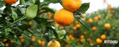 【花卉大全】柑橘肥害的表现