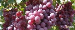【移栽】冬天移栽葡萄能成活吗：冬天移栽葡萄不易成活 移栽葡萄的方法