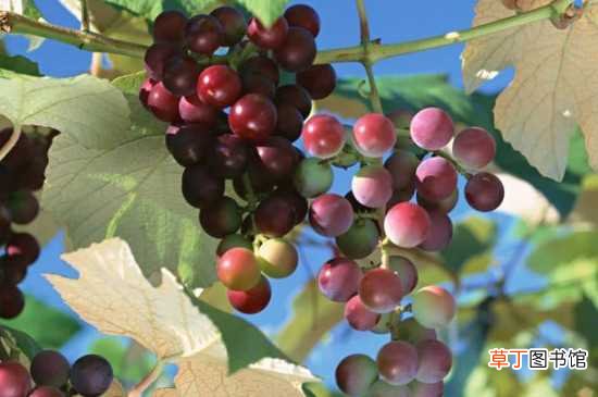 【移栽】冬天移栽葡萄能成活吗：冬天移栽葡萄不易成活 移栽葡萄的方法