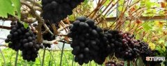 【品种】秋黑葡萄品种介绍