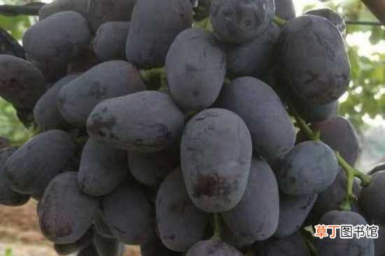 【品种】秋黑葡萄品种介绍
