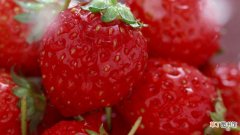 【育苗】草莓育苗方法