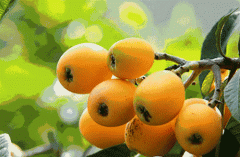 梅雨已来，夏至未至 这种金黄甜蜜的水果你吃了吗？