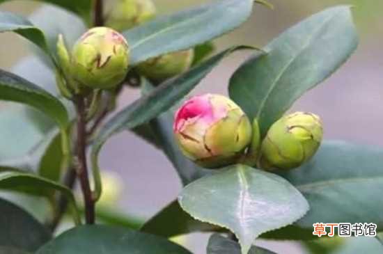 【茶花】已经有花苞的茶花要施肥 茶花花期的养护方法