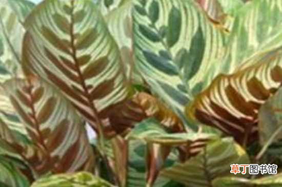 【养殖】油画竹芋养殖的方法 注意事项