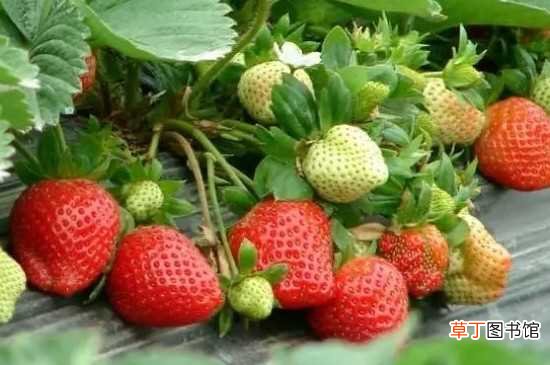 【特征】草莓授粉不成功的特征 草莓的养殖方法