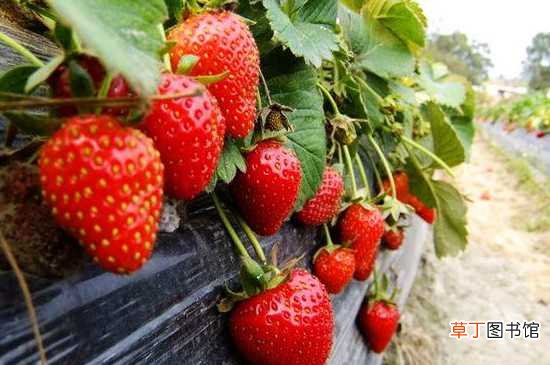 【特征】草莓授粉不成功的特征 草莓的养殖方法