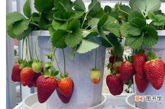 【养殖方法】草莓养殖方法和注意事项盆栽：土壤的选择 水肥管理