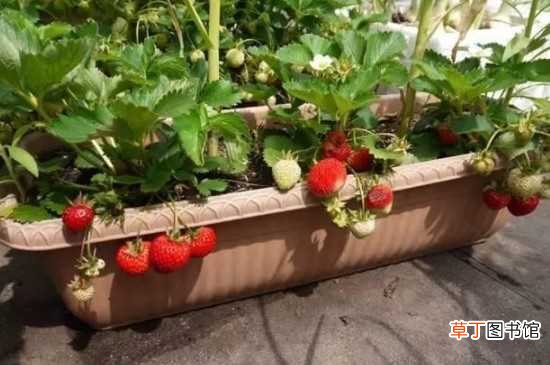 【养殖方法】草莓养殖方法和注意事项盆栽：土壤的选择 水肥管理