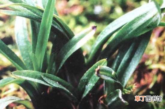 【生长】兰花矮种生长的地方 兰花矮种的养殖方法