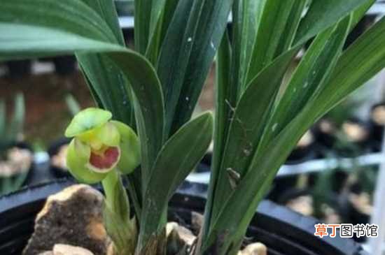 【生长】兰花矮种生长的地方 兰花矮种的养殖方法