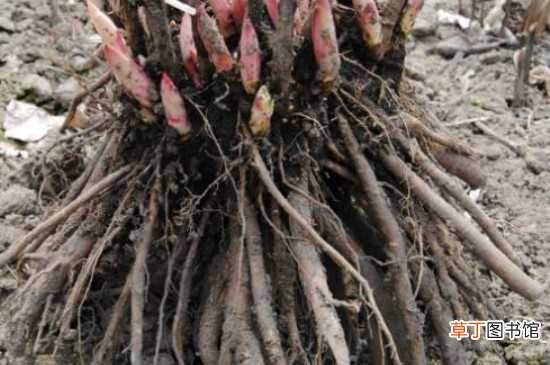 【芍药】冬天芍药根块不容易种活 芍药根块的种植方法