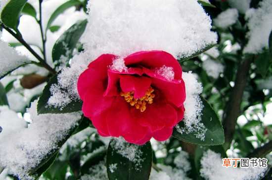 【开花】冬天的花有哪些花开，盘点十种在冬天开花的花卉：腊梅花 山茶花