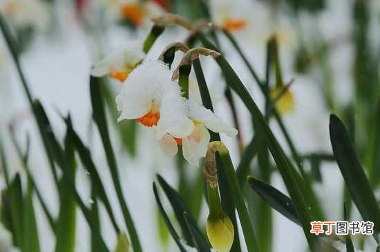 【开花】冬天的花有哪些花开，盘点十种在冬天开花的花卉：腊梅花 山茶花