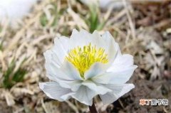 【冬天】北方冬天适合养什么花，盘点10种极耐寒花卉：雪莲花 梅花