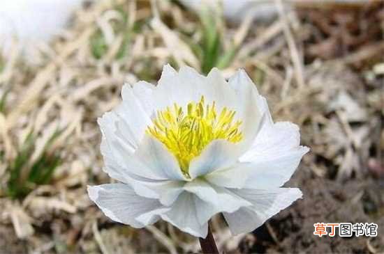【冬天】北方冬天适合养什么花，盘点10种极耐寒花卉：雪莲花 梅花